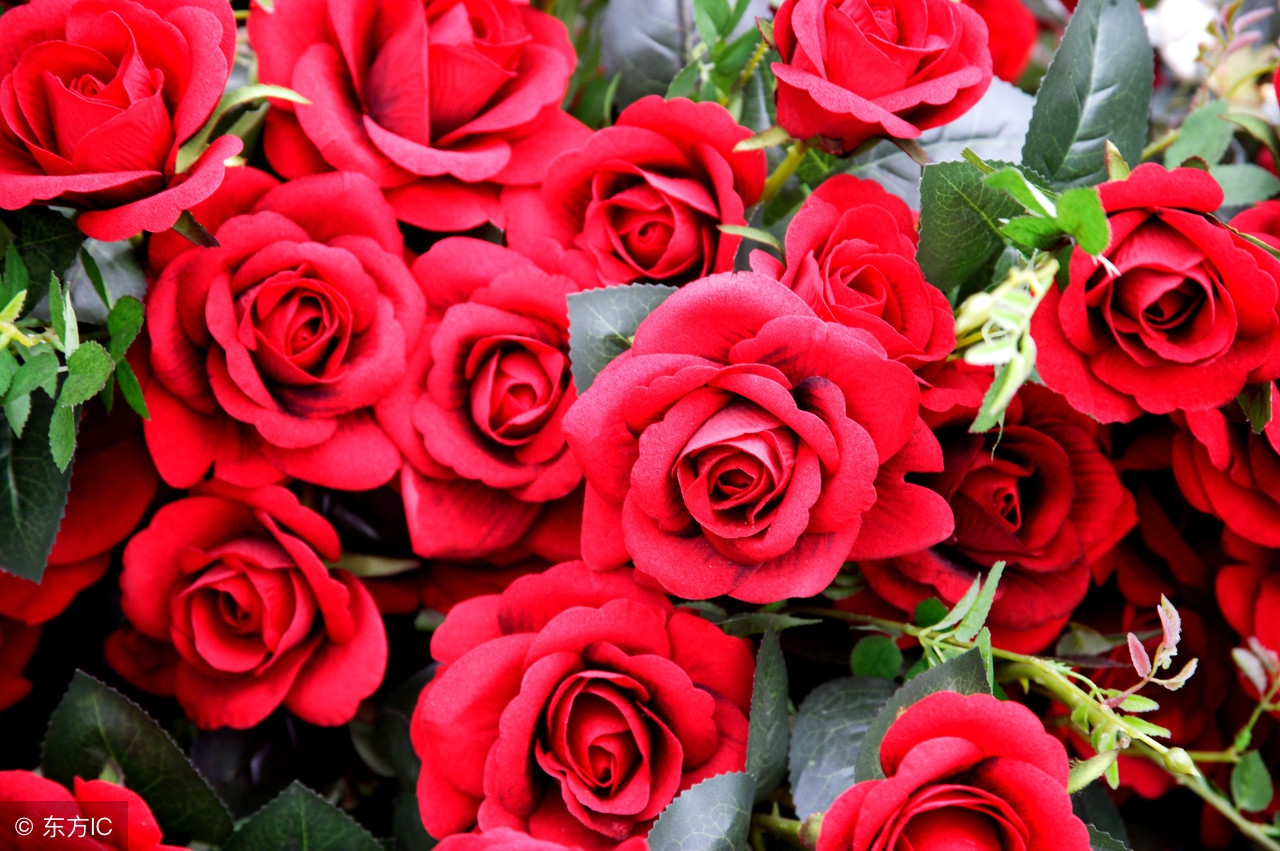 春节花卉市场红火,沈阳春节花卉市场