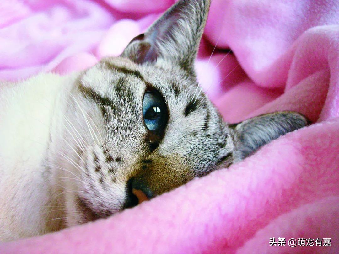 猫传染性鼻气管炎怎么治疗,猫鼻气管炎的症状和治疗方法