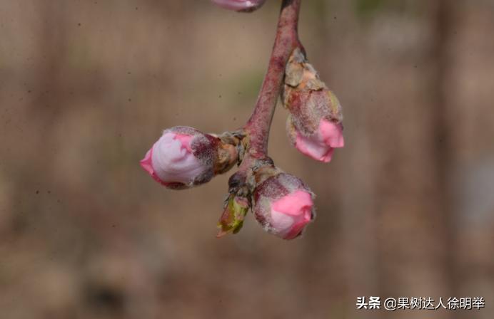 想要果树长好怎么管理,修剪时如何区分桃树的果芽和叶芽