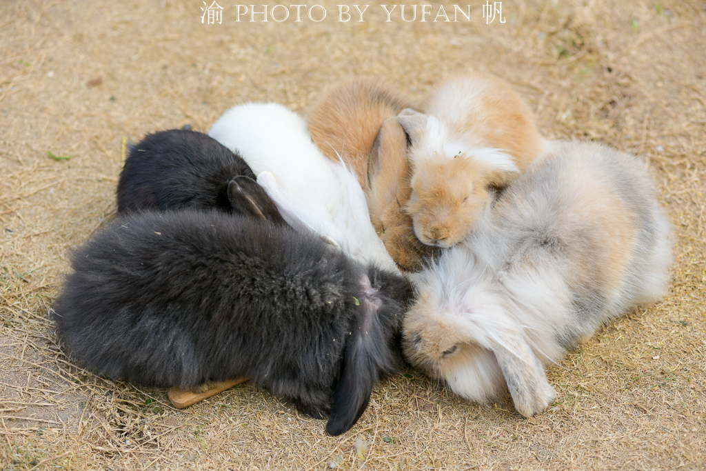 周末去哪儿玩重庆巴南,巴南周末户外带孩子去哪里玩