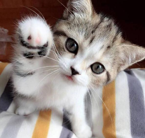 猫咪走失最有效的方法,猫咪走丢1周怎么寻回