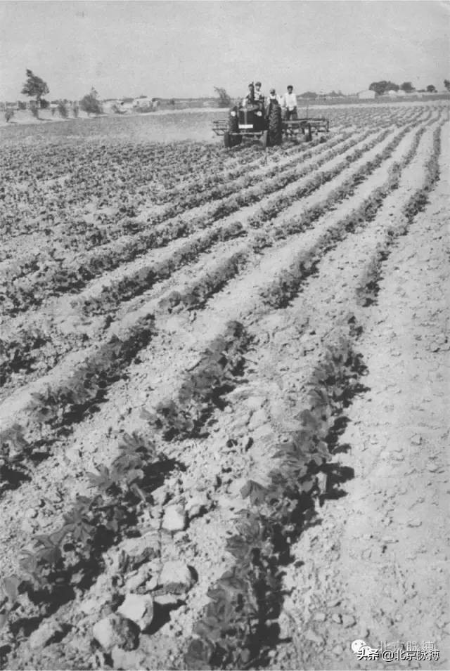 记忆中的北京绘画,这些画最能还原真实的老北京