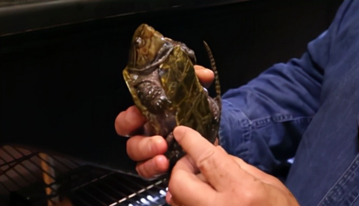 龟龟长大了,我滴个龟龟是什么意思