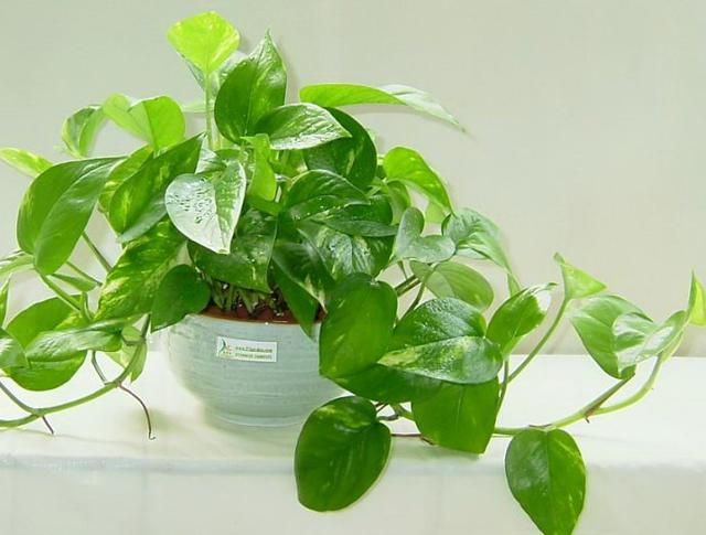 绿萝吊兰叶片发黄怎么办小妙招,绿萝根部腐烂叶片发黄是什么原因