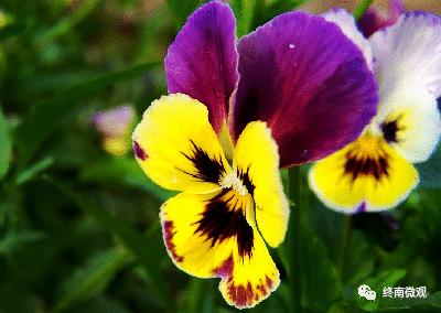 日本国花是什么花啊,全世界各国的国花是什么花