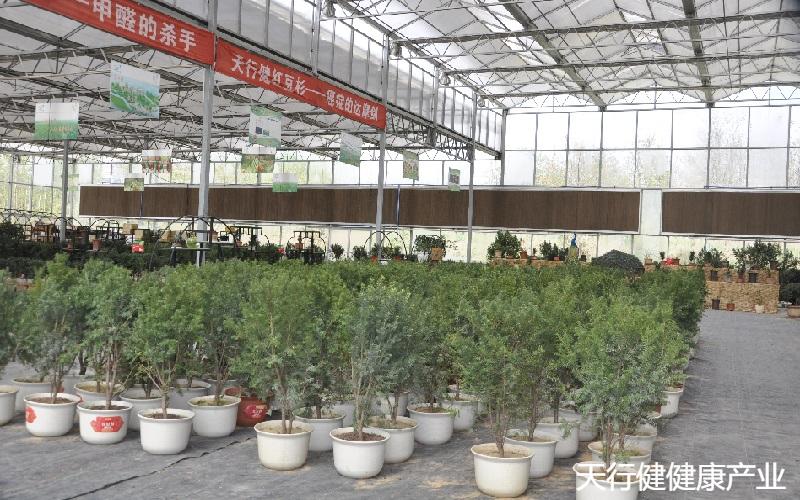 黑格斯曼地亚,曼地亚红豆杉春季