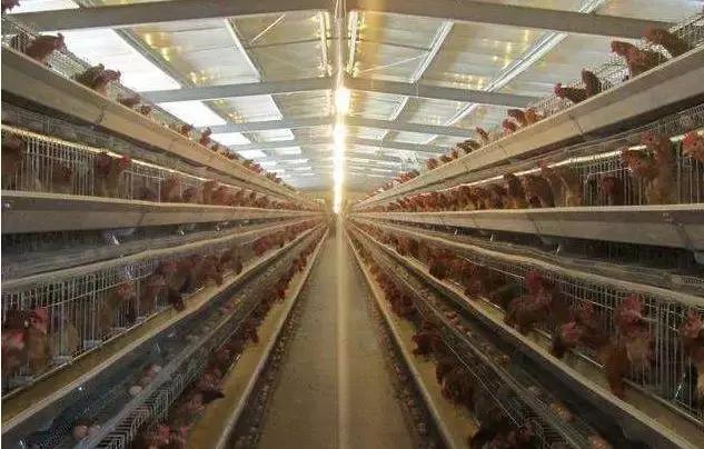 肉鸡肾传支的预防和治疗,肉鸡病毒病什么时候用药好