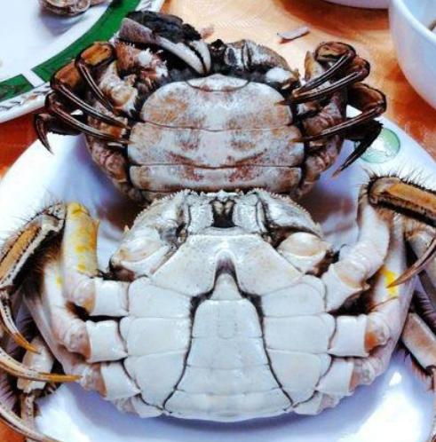 买螃蟹别瞎拿,牢记5个妙招,买的螃蟹个个膏满肉肥,不花冤枉钱