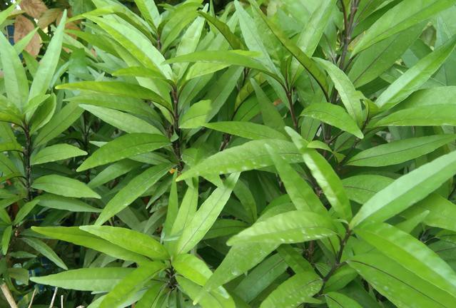 痘痘生长的四个阶段及去除方法,痘痘的防治方法有哪些