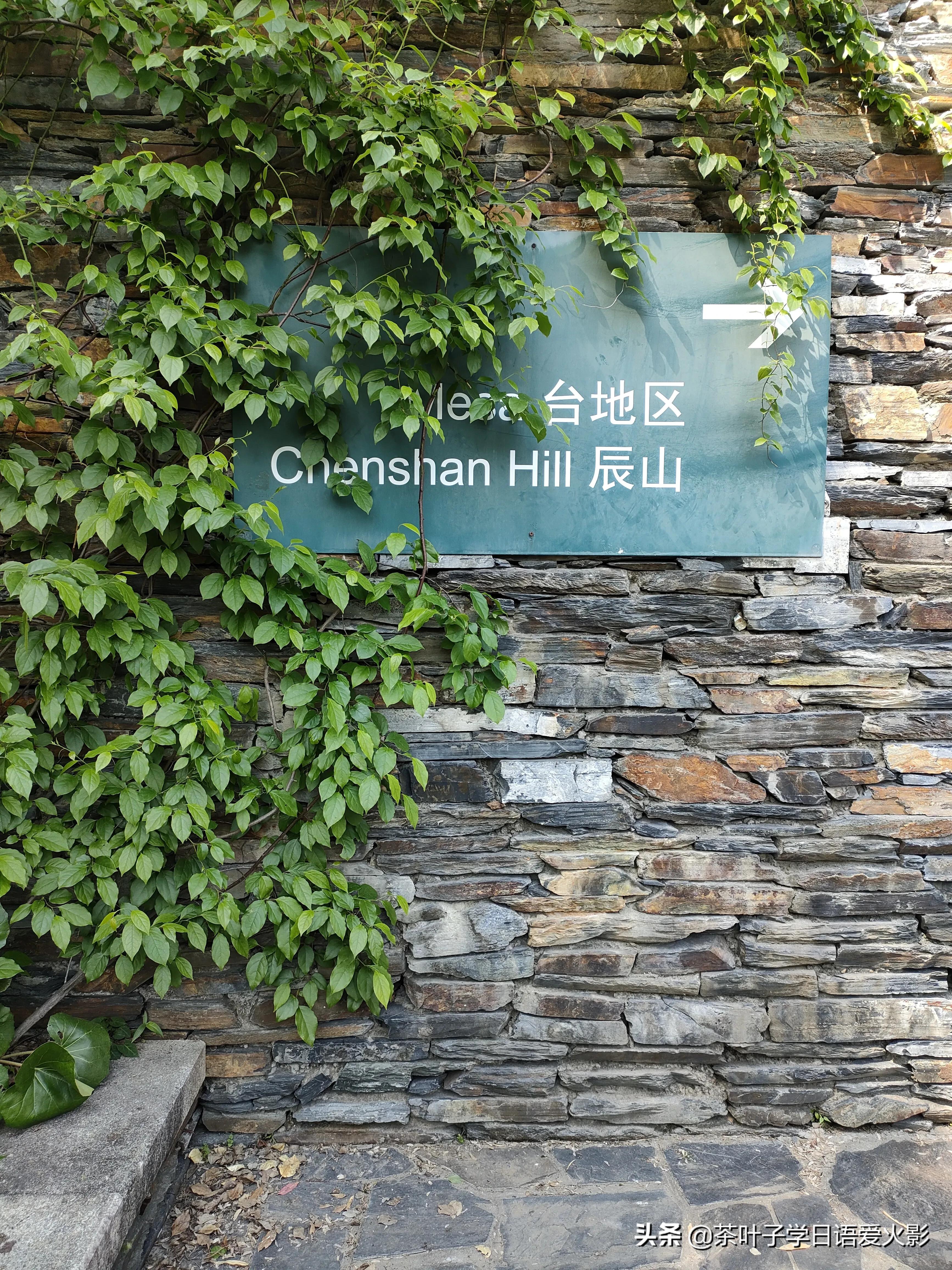 春天踏青适合去哪里玩,春天去上海辰山植物园攻略