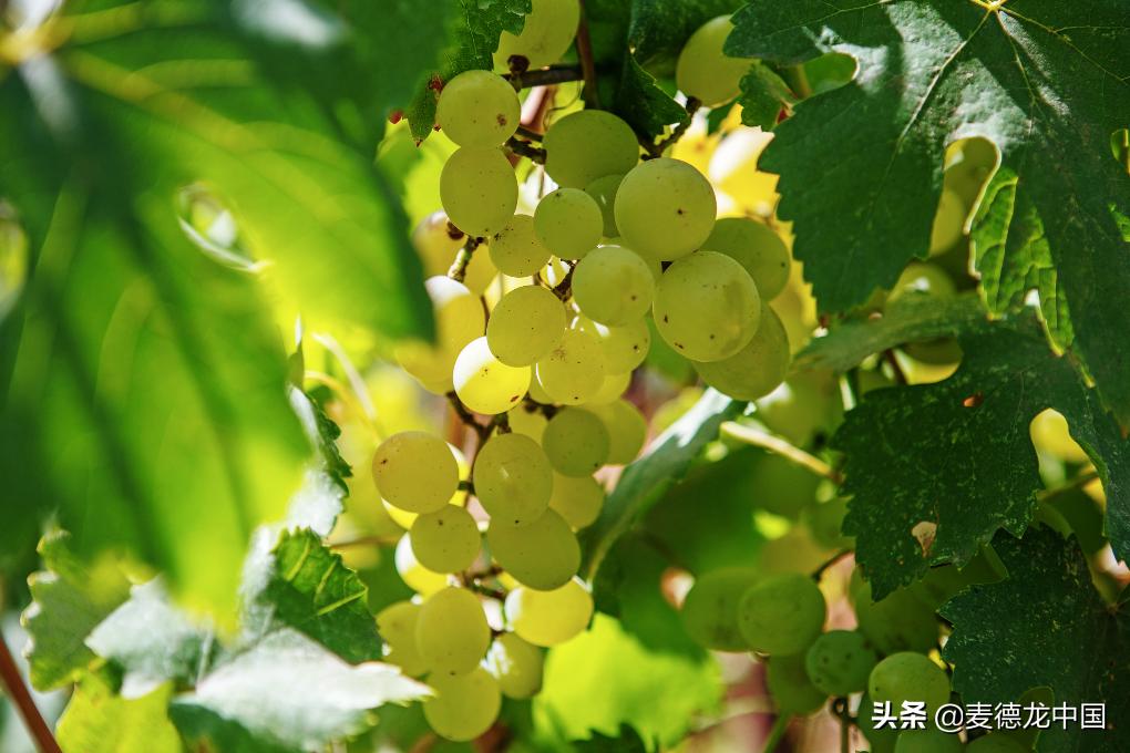 雷司令甜白葡萄酒跟什么最搭,雷司令白葡萄酒的经典产区