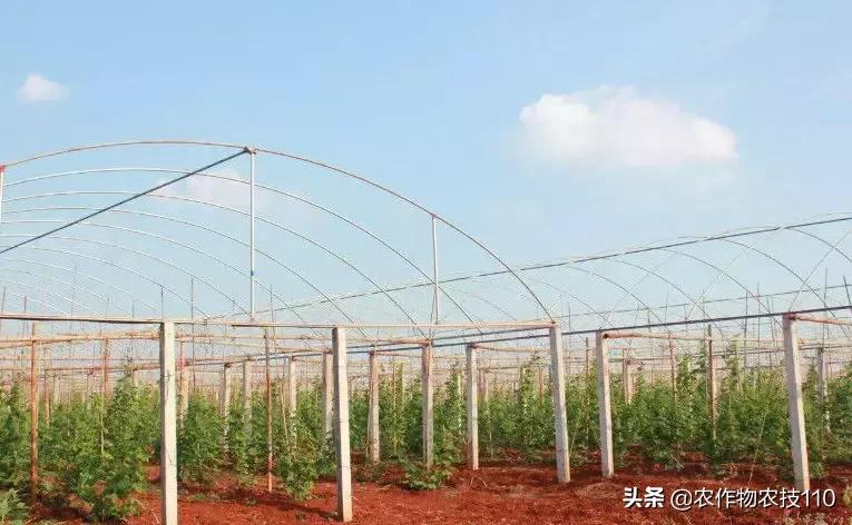 从卖菜商贩到产值千万的老总,从蔬菜产地到大型菜市场批发蔬菜