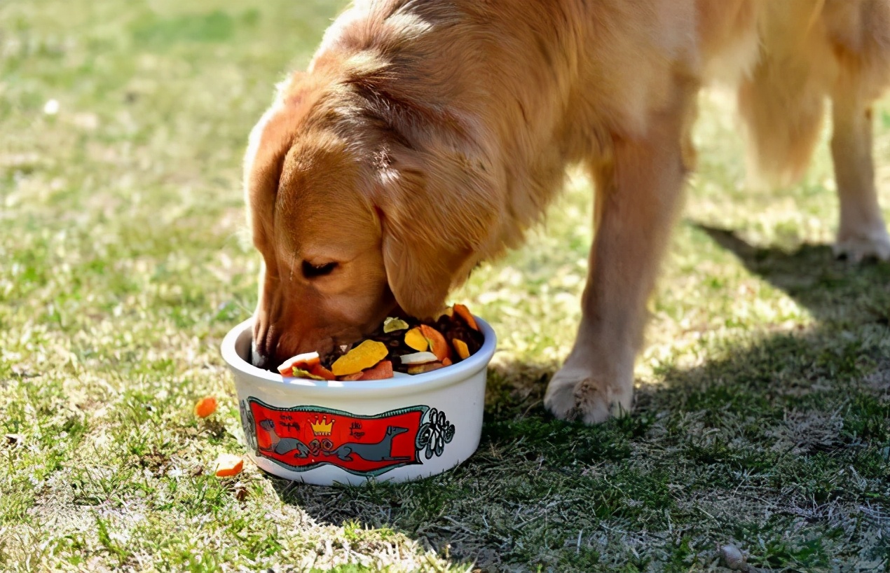 怎样选一款好的狗粮,怎样选一款好狗粮