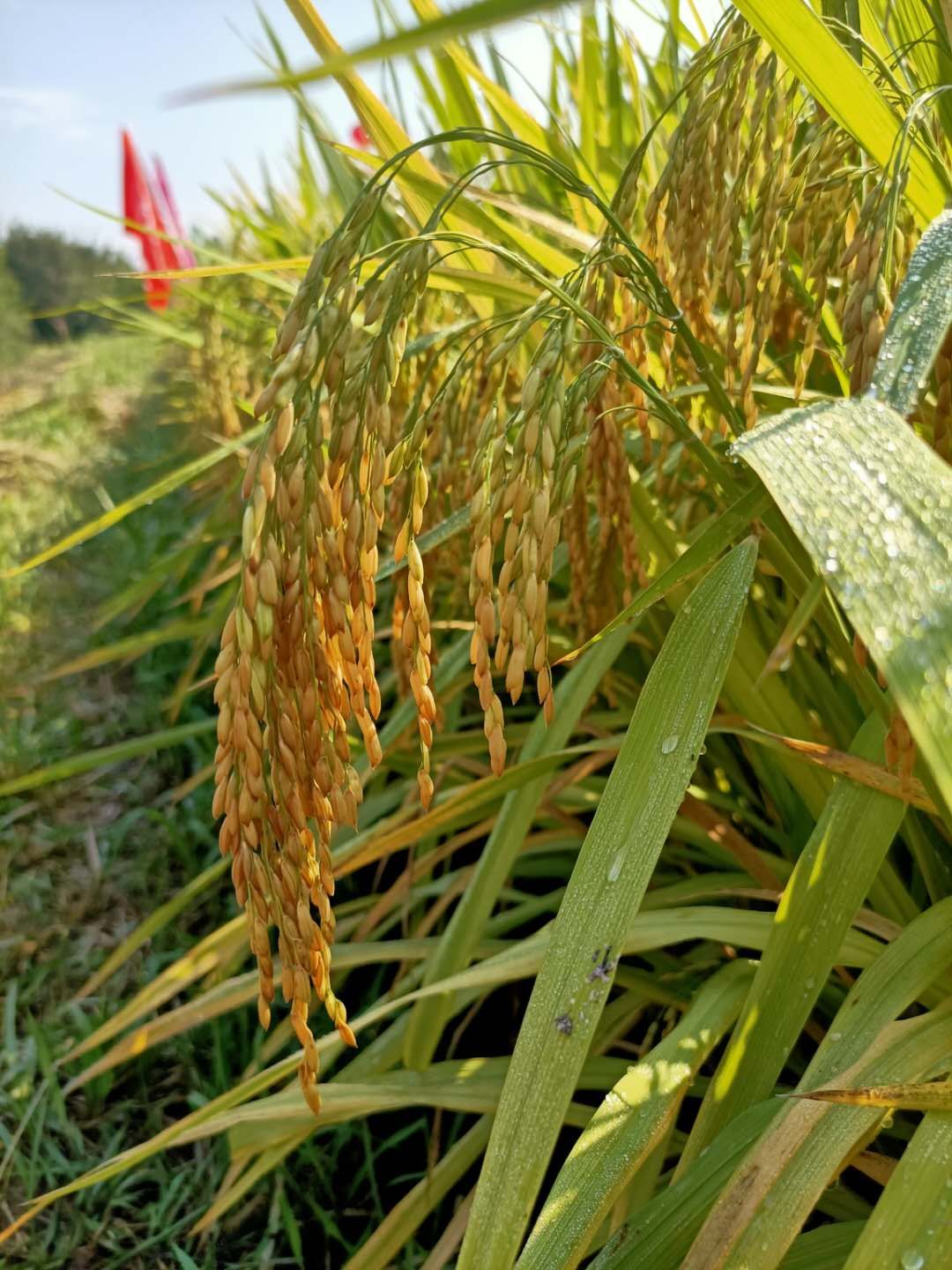 锦鲤品种名字大全图片,很出名的锦鲤有哪些