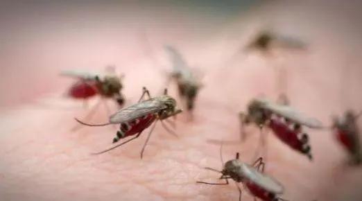 开灯后为什么听不到蚊子嗡嗡声,关灯蚊子嗡嗡叫开灯却找不到