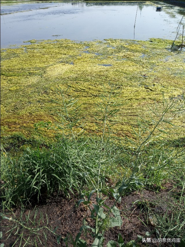 稻虾田肥水用什么肥料,虾田肥水最简单方法