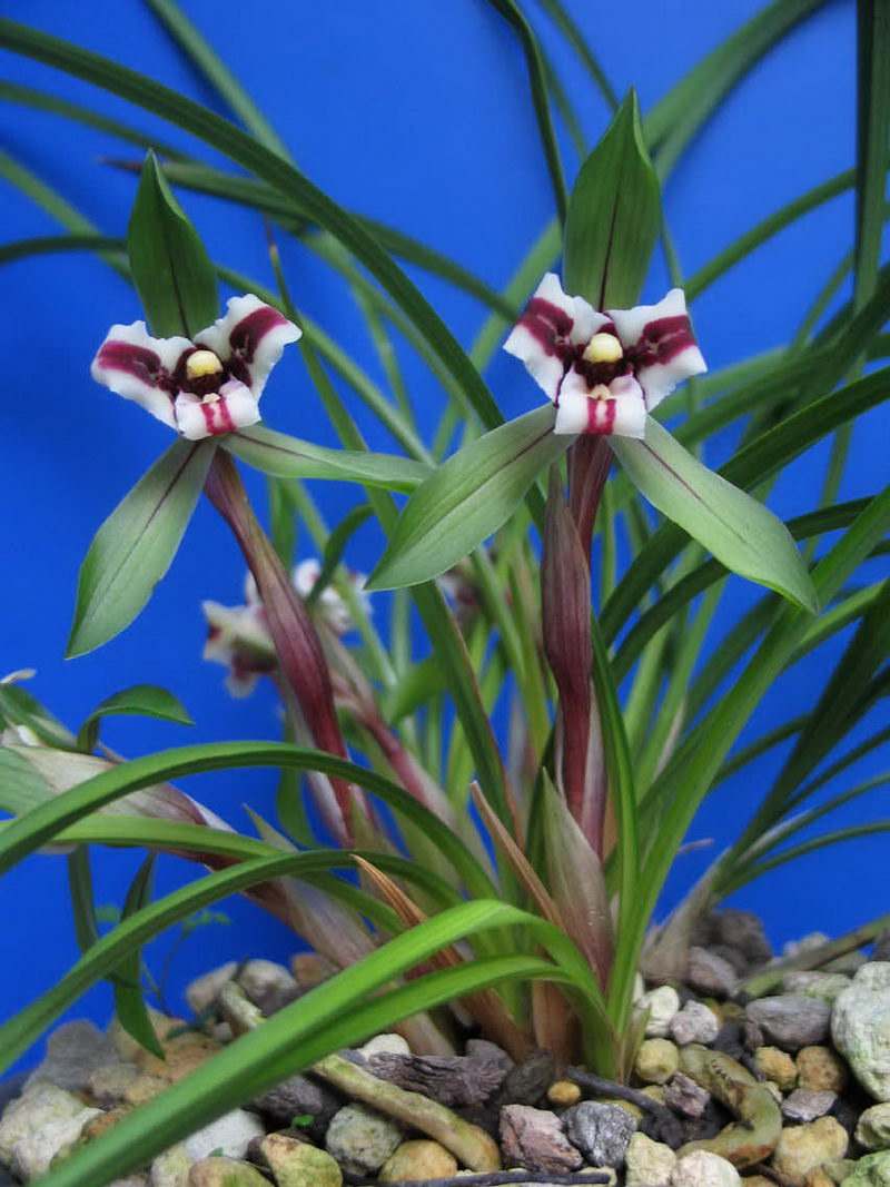 用什么药可治兰花蚧壳虫,烟丝防治兰花蚧壳虫