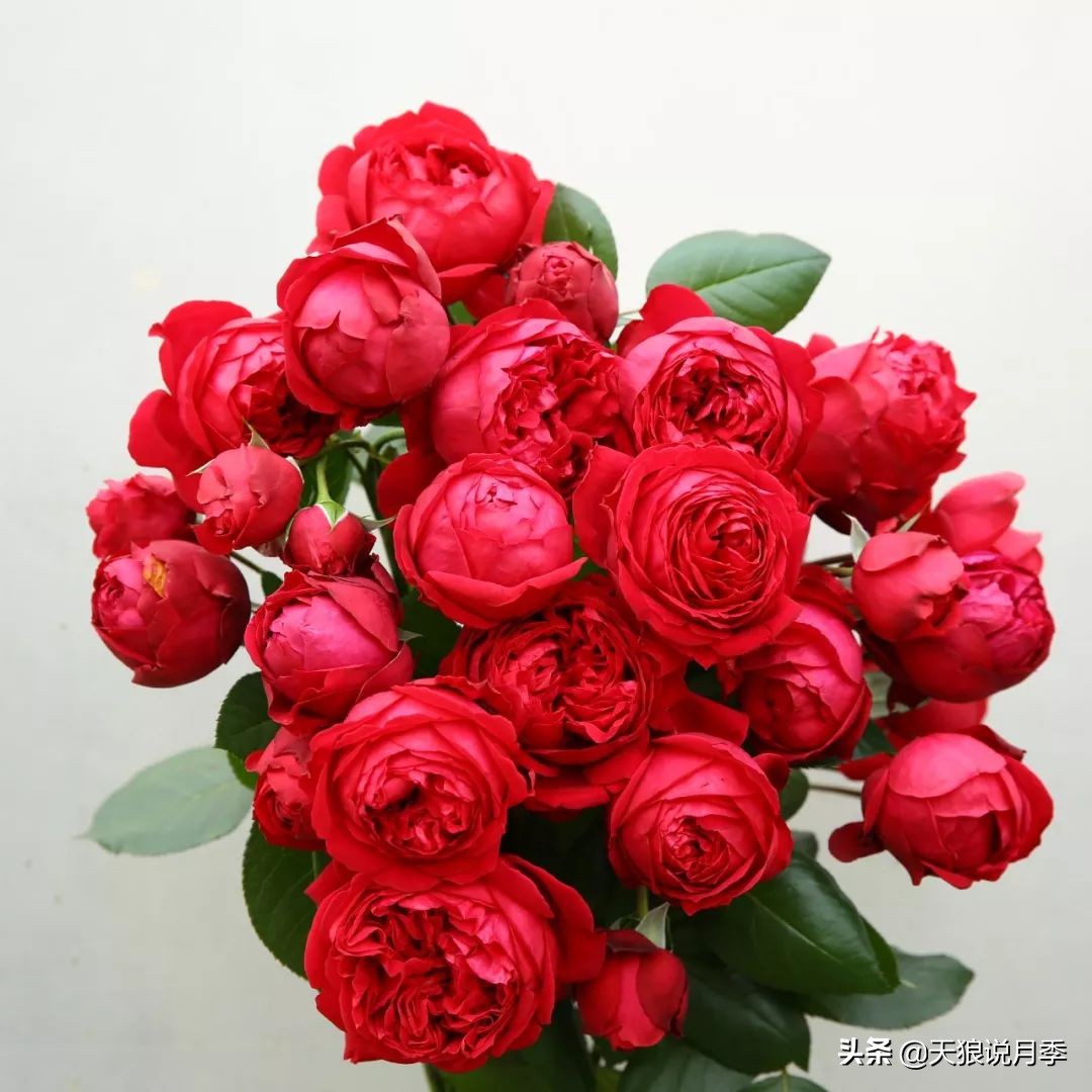 4月最浪漫的一次花开，是171个低价月季小苗带来的巅峰时刻！