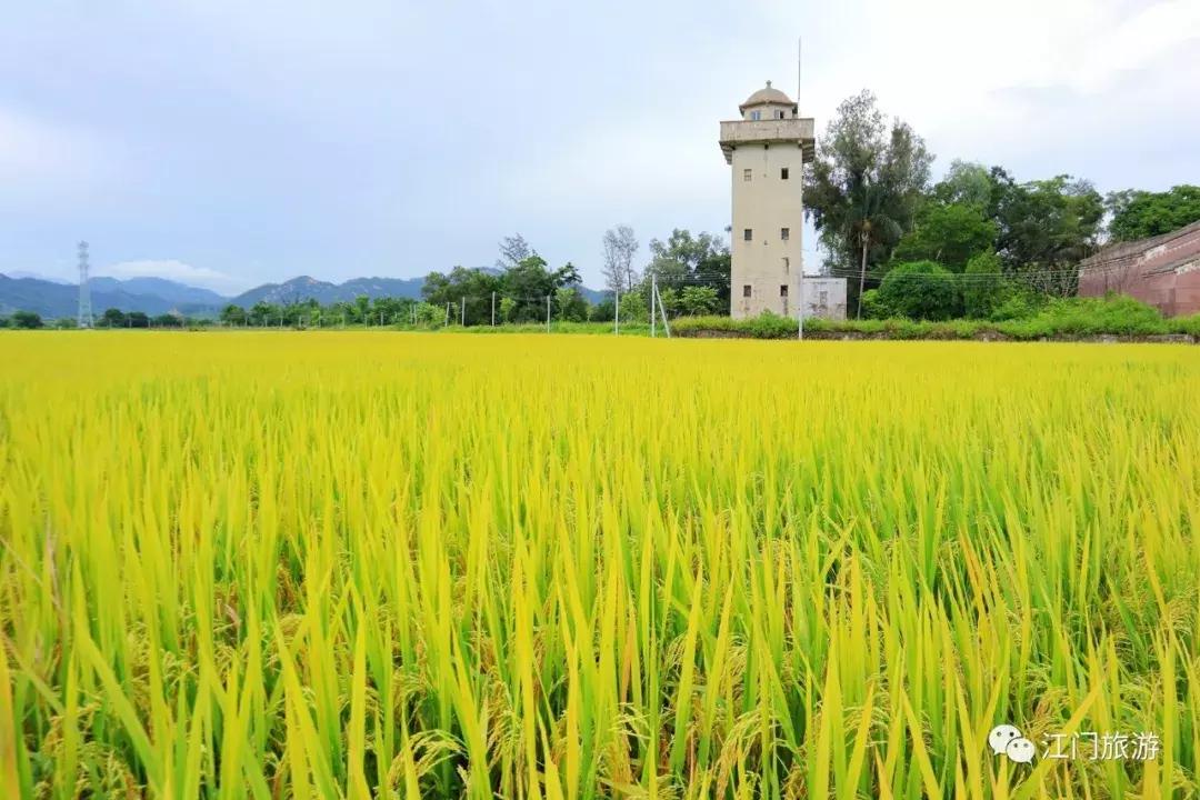 走进侨乡江门,走进江门台山碉楼与洋楼