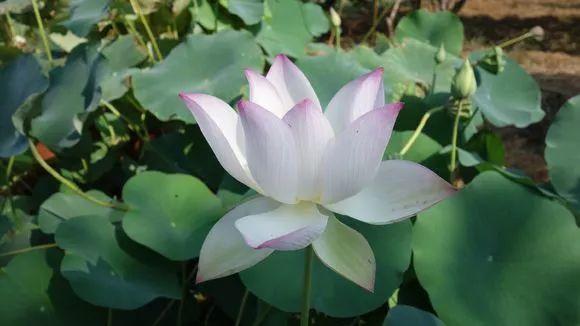 今天分享几十种荷花品种图鉴,荷花品种大全及名称图片