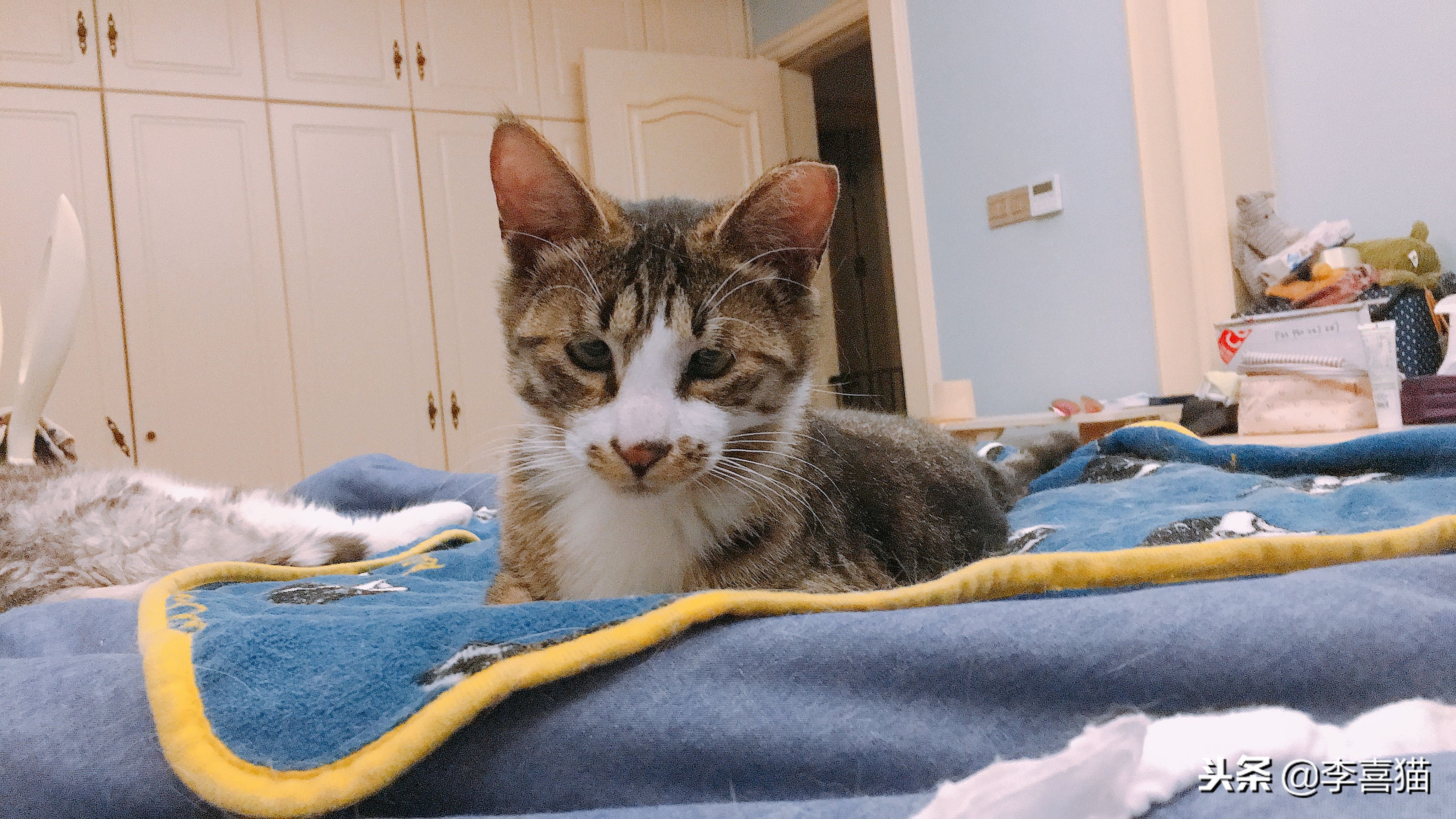 假如猫咪会说话永劫无间,猫咪铲屎官要知道的知识