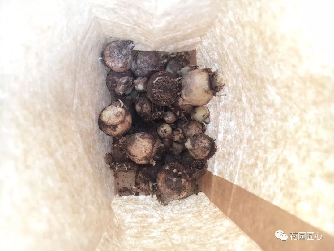 球根种植时间和方法,球根的养殖方法和注意事项