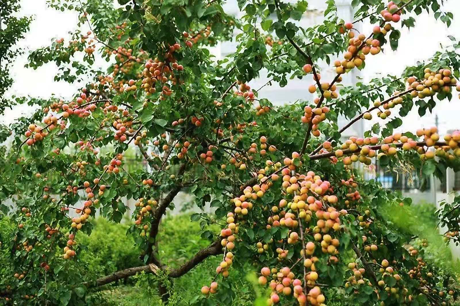 “杏运”来袭：这个县城一件事儿坚持了28年