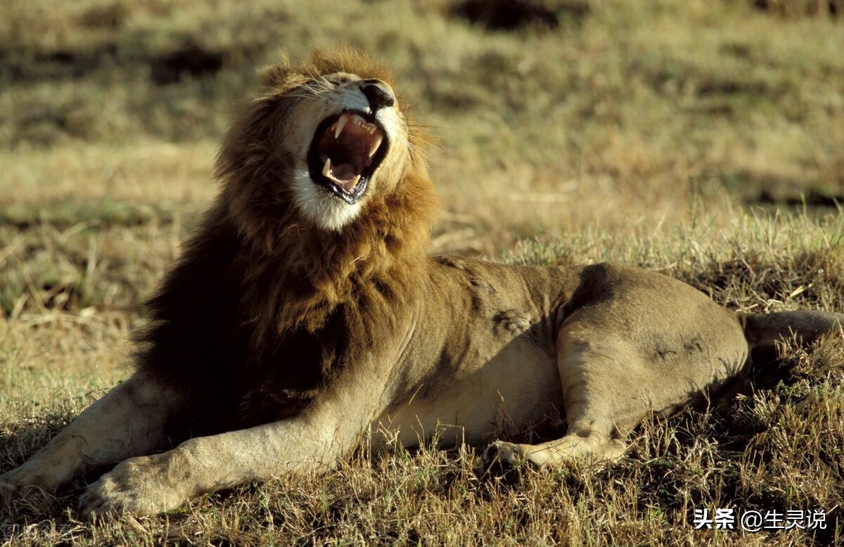 狮子大战野牛被其他野牛围攻,两只狮子对一只野牛展开猎杀