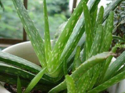 芦荟烂根怎么办,芦荟烂根怎么办补救方法