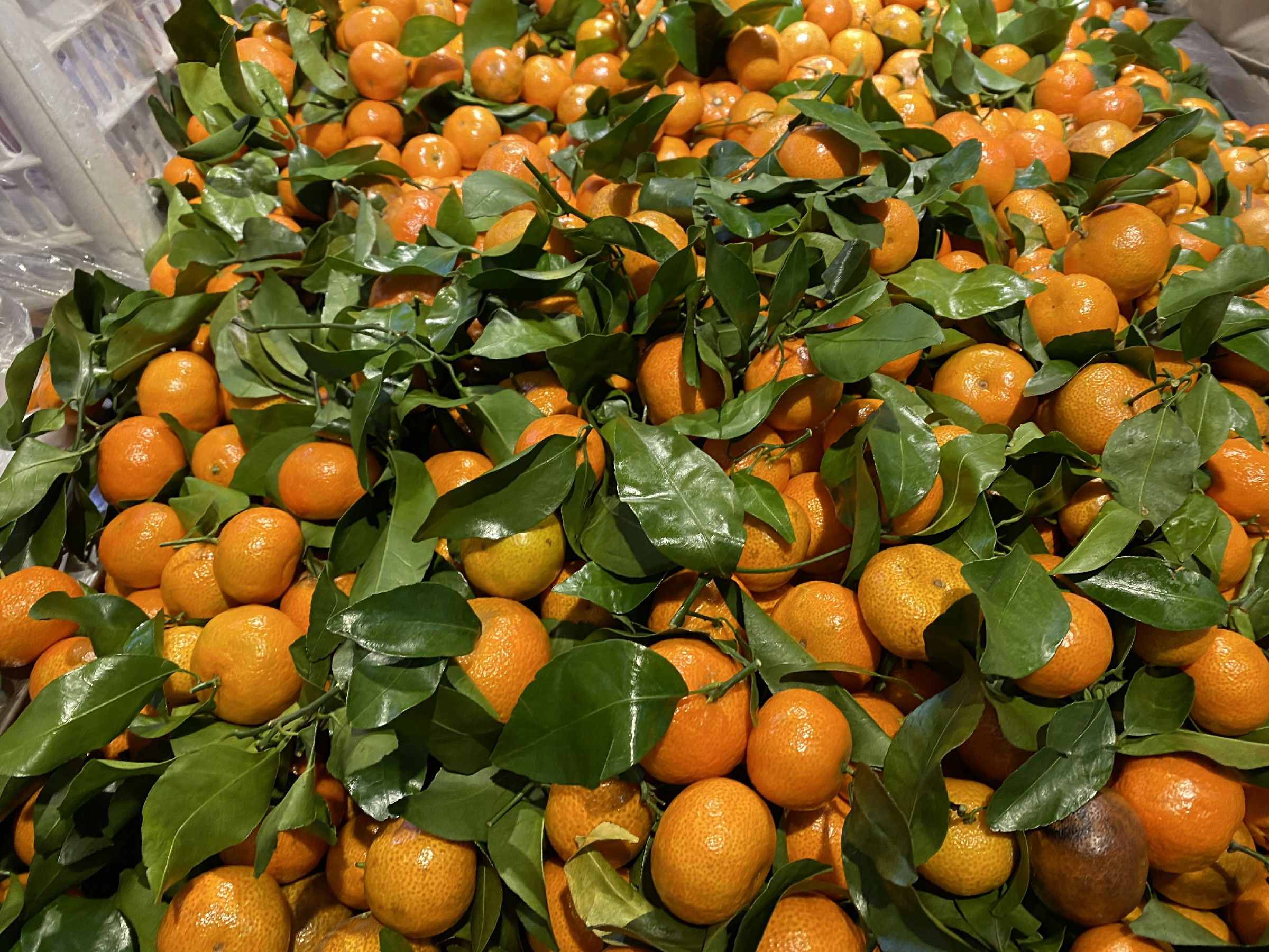 卖砂糖橘有什么注意事项,买砂糖的标准