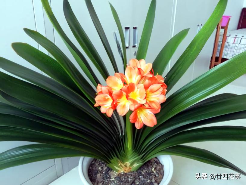 适合懒人养的四季花苗,这10种花越贱养越疯长