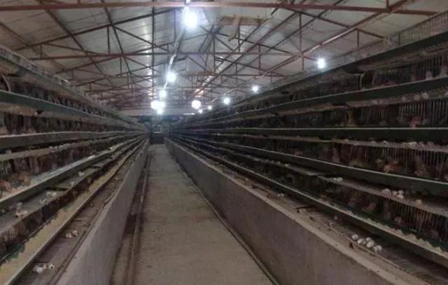 养殖鹌鹑的方法,鹌鹑的养殖方法和注意事项