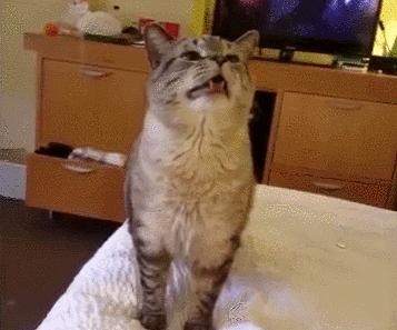 猫感染疱疹咳嗽,猫有眼屎打喷嚏怎么回事