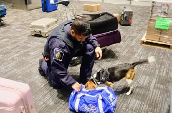 彭于晏因携带水果过海关被罚，加拿大海关也要开始严查行李了