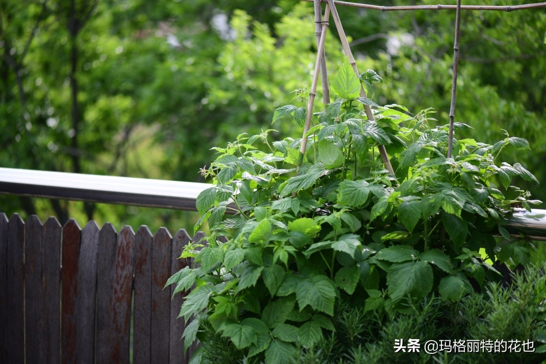 树莓在庭院怎么种植,树莓可在院子里种吗