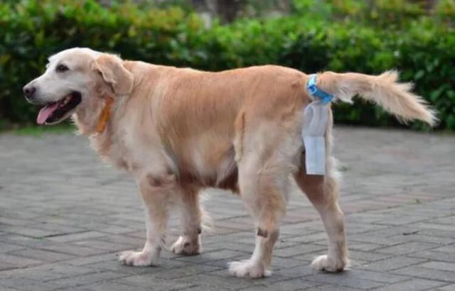 中国养狗的规矩,全国最严养狗条例