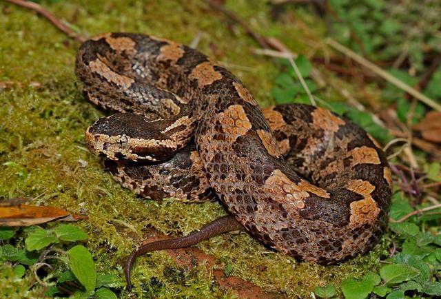 中国十大毒蛇银环蛇排名第几 (中国的毒蛇)