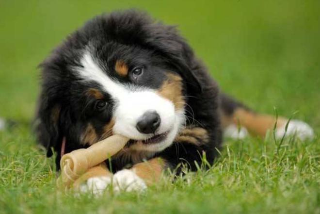 养哪种狗狗最简单又聪明听话,养到一只听话的狗狗真的不容易