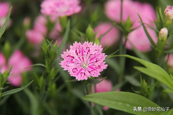 石竹花属于什么花卉,各种石竹花的品种和图片