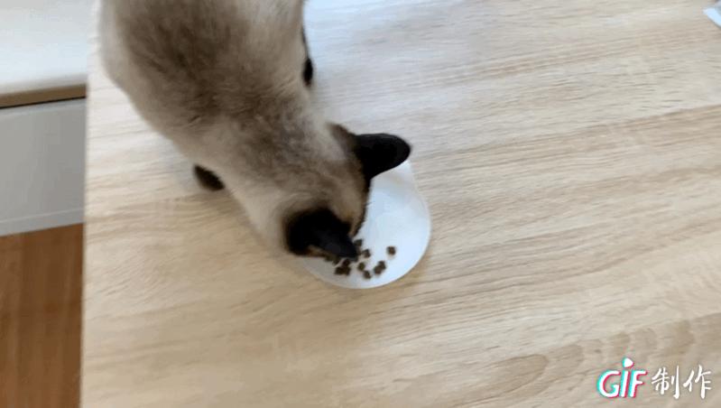 推荐猫粮养胖,经济又实惠的好猫粮推荐