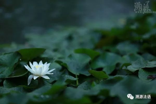 莲花为什么代表佛法,佛法莲蓬和莲花的寓意