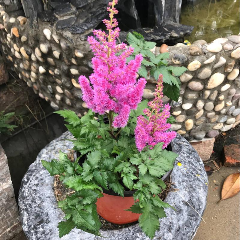 四季常开且有浓郁香味好养的花,适合懒人养的四季花一串红