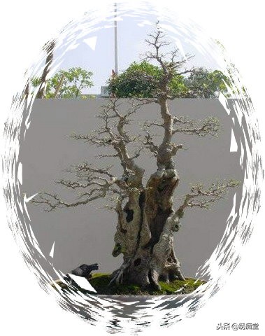 丛林式盆景欣赏,盆景欣赏及制作