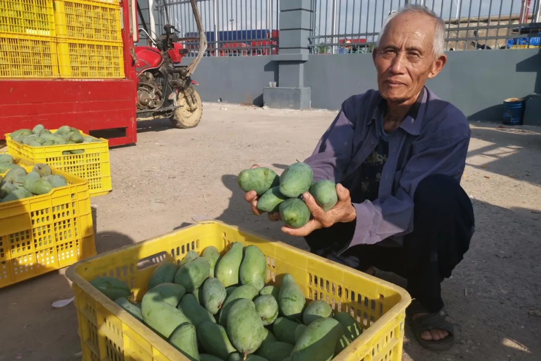 疫情严重果农沙糖桔卖不出去,疫情防控造成红薯滞销