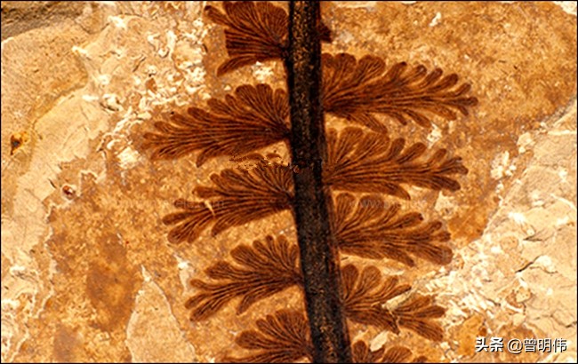 本内苏铁灭绝于白垩纪时期，南沙群岛琼台礁发现一株，纯属误传