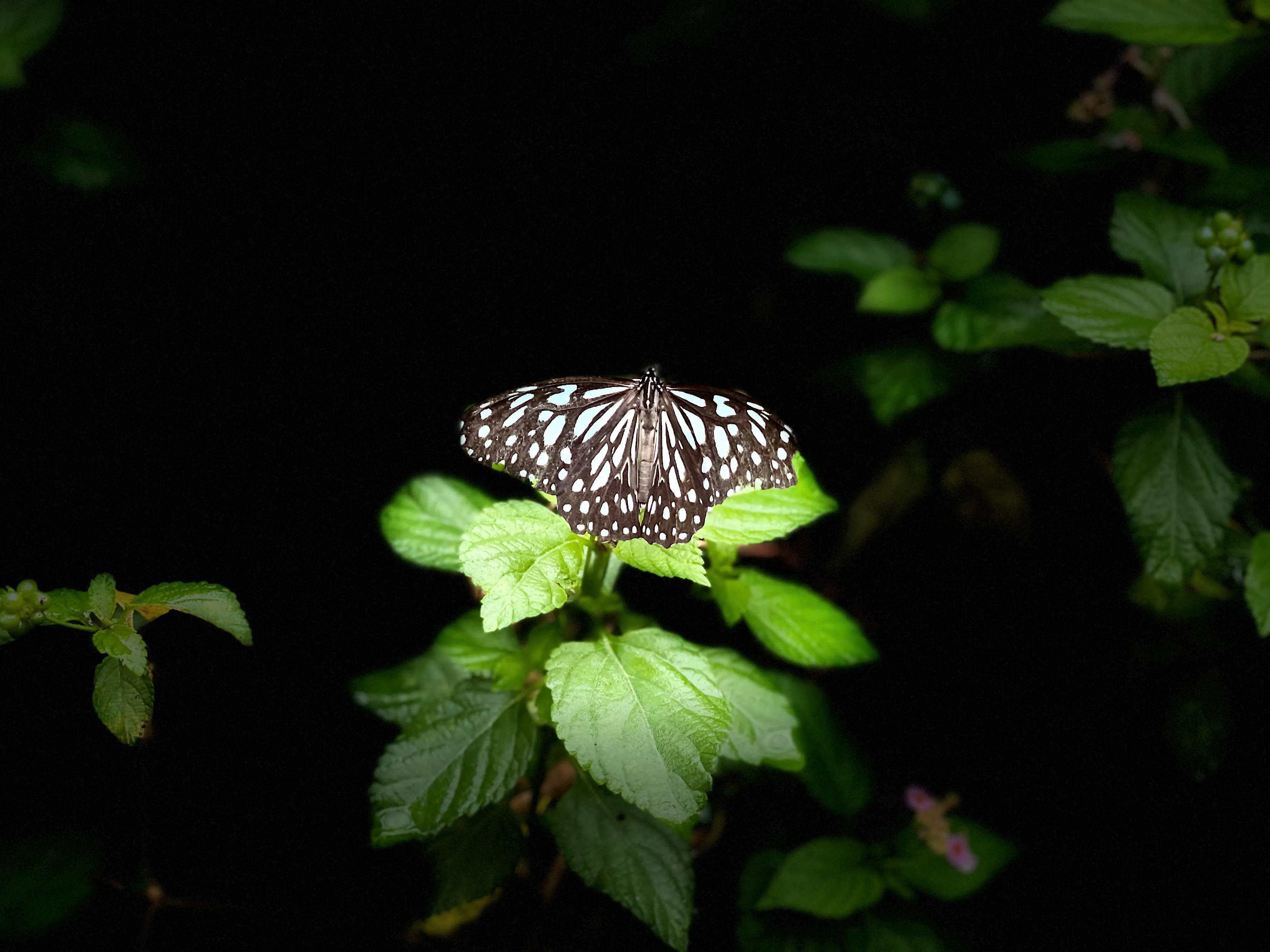 大象吃什么东西啊,大象吃冰激凌吃着吃着就吐了