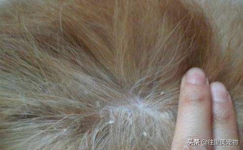 狗狗身上都是干泥巴洗不掉怎么办,狗狗身上痒痒总挠掉皮屑怎么办