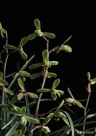 长寿梅蕙兰怎么种植,蕙兰老八种兰花哪一种最好