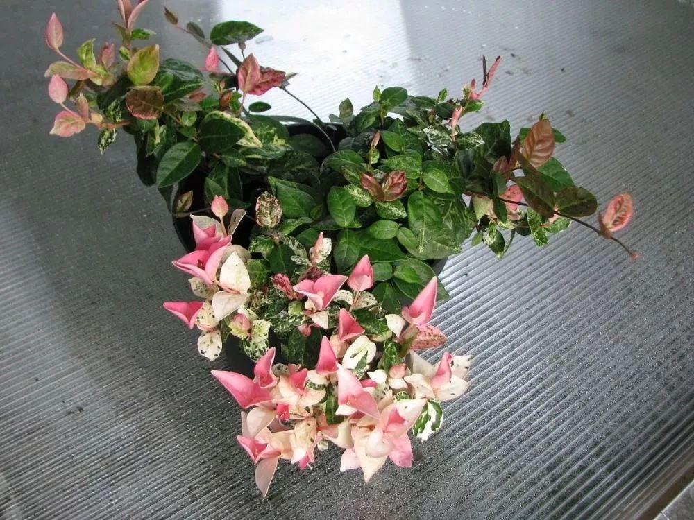 适合室内养的爬藤花期长,跟绿萝一样好养的爬藤植物