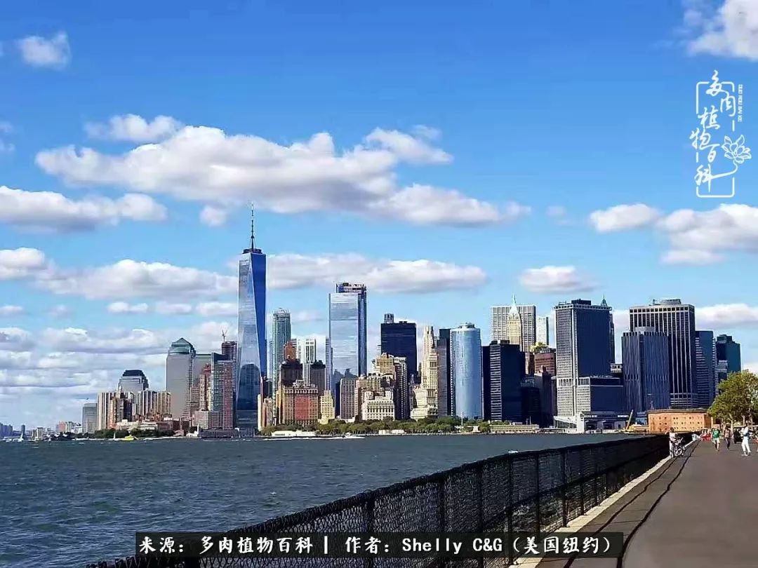 美国纽约有多少华裔人,美国纽约有多少个华人